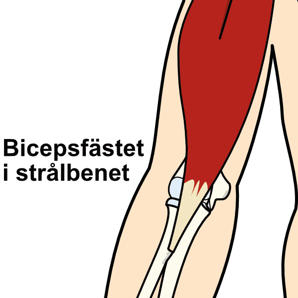 Illustration av bicepssenans fäste i strålbenet (radius).
